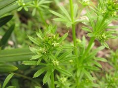百草枯退市，這個藥將扛起除草大任，除草快，死草徹底，價格便宜